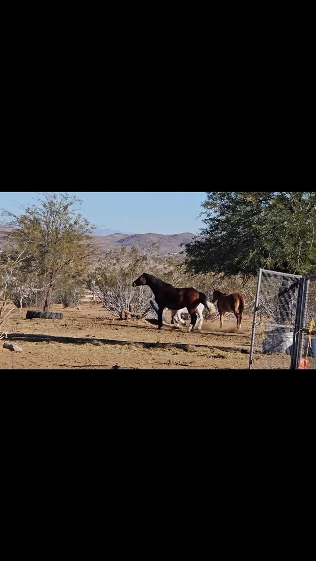 Congratulations to Stevie and Matt for making their dreams become reality. 

This was no easy task and took serious commitment and dedication.

1 + years of sponsorship, education, and major life changes

Your hard work is paying off. We hope you enjoy looking out your window and seeing what you have created.

Thank you for choosing to adopt not 1, not 2, but 3 WRR rescued horses!!

We truly thought that Perris would be with us forever, but you saw beyond her sky high mental walls and are giving her an opportunity of a lifetime. It is extremely rare for someone to choose to adopt a horse like her!

Hawk and Gene are the perfect balance to your trio. They will help show Perris that it is ok to trust her humans. 

We look forward to watching your journey