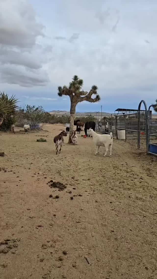 They sure told that Joshua Tree who was boss 😆

#whiterockranchhorserescue #nonprofit #animalrescue #goat