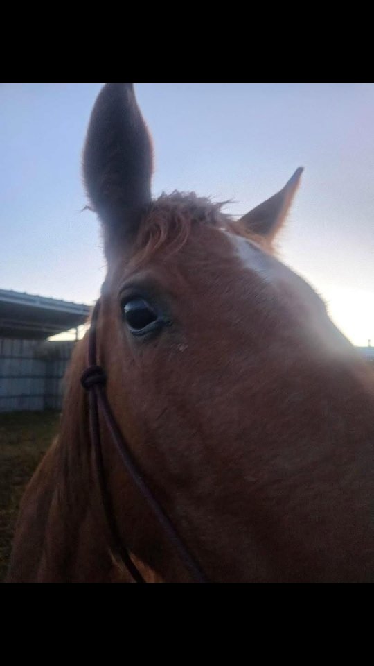 Shout out to @knotty.girlz for donating rope halters for our rescued horses!

We appreciate this donation so much and we will proudly rock these halters knowing that they were handedmade here in the USA. 

Your products are made with such high quality. We know we can get many years of heavy use out of them. 

Thank you, for taking the time to make this donation. 

.

#whiterockranchhorserescue #knottygirlz #thankyou