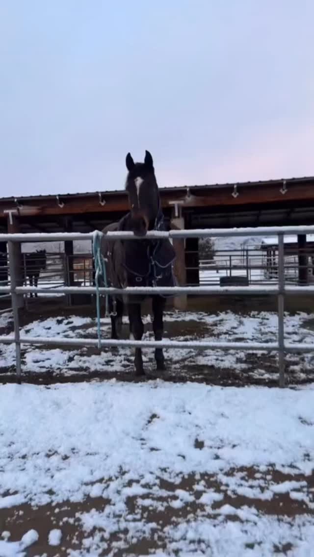 First snow for this handsome boy.

He sure is enjoying life in Bishop with his human, Caitlin. 

.

.

#whiterockranchhorserescue #adopted #snowfall