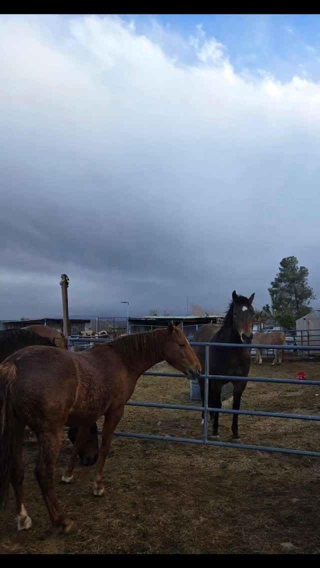 🥶🐴 Midweek Update from White Rock Ranch Horse Rescue and Retirement, Inc. 🐴🥶

It has been cold out at the ranch this week! We’ve been bundling up and making sure everyone has plenty of hay to help keep those bellies warm.

The horses don’t seem to mind too much — fluffy winter coats and full hay barrels make for some pretty content faces — but we sure are counting down the days until warmer weather returns! ☀️

Until then, it’s layers, hot coffee, and lots of extra love in the barns. Thank you to everyone who helps us keep our herd cozy and cared for during these chilly days.

Spring, we’re ready when you are! 🌼

#WhiteRockRanch #HorseRescue #RanchLife #MidweekUpdate