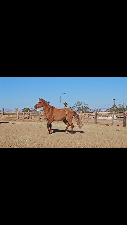Lakota has been adopted

Late announcement, she left about 2 weeks ago to Menifee. She is with a young gal that devotes her time to training horses that have troubles.

 Lakota needed a smaller environment where she could receive more one on one time so she could grow into a nice riding horse. 

Congratulations to Lakota and adopter.

.

.

#whiterockranchhorserescue #adopted