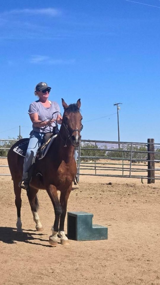 We are enjoying this beautiful weather.

Thank you, Chris, for all of the hard work you do. 

.

.

#whiterockranchhorserescue #california #arabian #horsebackriding
