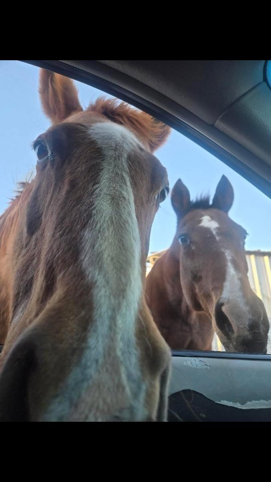 Did you know that we offer carside delivery?

Our horses see us coming they are sure to check out what kind of goodies we are passing out. 

.

.

.

#whiterockranchhorserescue