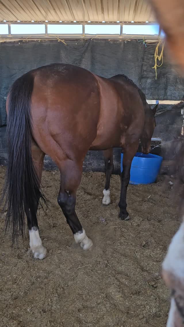 Off-the-track Thoroughbreds (OTTBs) are truly something special. After finishing their careers on the racetrack, many of these incredible athletes begin a whole new chapter in life. Known for their intelligence, heart, and willingness to learn, OTTBs often thrive when given the chance to explore new careers—from trail riding and jumping to simply being a beloved companion. 🐎

What makes an OTTB so remarkable is their resilience. These horses have already proven their strength and determination, and when given patience, kindness, and time, they often form incredibly deep bonds with the people who care for them. Watching an OTTB discover a slower, happier life outside the track is one of the most rewarding transformations to witness.

Every OTTB deserves the opportunity to show the world who they are beyond the racetrack—and many go on to become some of the most loyal and versatile partners a person could ever hope for. ❤️

.

.

#whiterockranchhorserescue #ottb #racehorse
