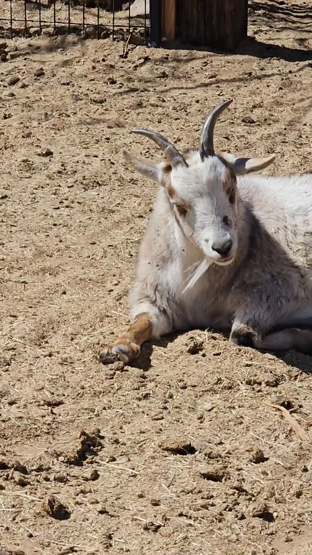 It's Wednesday! We are halfway through another week of 2026. Enjoying this heat, and the cute sun baths that our critters take. 

.

.

#whiterockranchhorserescue #goat #sunshine #California