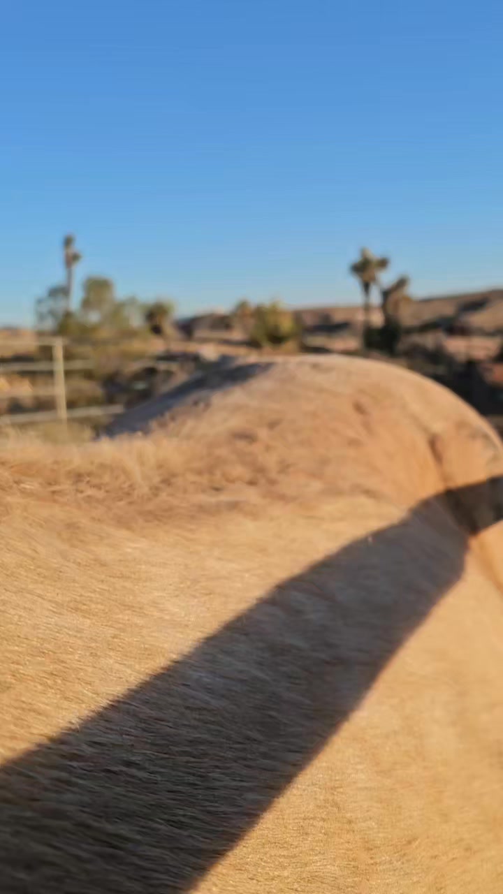 Who else finds this satisfying? 

.

.

.

#whiterockranchhorserescue #sheddingseason #palomino #horses