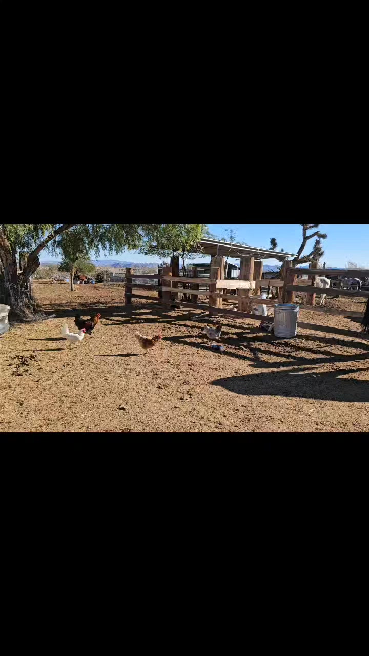 🐔 10 Fun Facts: Why Every Ranch Should Have Chickens! 🐔

Thinking about adding chickens to your ranch? Here are 10 fun (and practical!) reasons why they’re an egg-cellent idea:

1️⃣ Fresh eggs daily – Nothing beats collecting farm-fresh eggs right from your own yard. 🥚
2️⃣ Natural pest control – Chickens love eating bugs, ticks, and flies, helping keep your ranch critter-free.
3️⃣ Free fertilizer – Chicken manure is great for compost and gardens, helping plants thrive. 🌱
4️⃣ They’re entertaining – Chickens have big personalities and provide endless laughs with their quirky antics.
5️⃣ Easy keepers – Chickens are relatively low-maintenance and adapt well to ranch life.
6️⃣ Food waste recyclers – They happily turn kitchen scraps into eggs, reducing waste. ♻️
7️⃣ Great for kids – Chickens teach responsibility, compassion, and where food comes from.
8️⃣ They help the soil – Scratching and pecking naturally aerates the ground.
9️⃣ Many breeds, many styles – From fluffy to fancy, chickens come in endless colors and personalities. 🐣
🔟 They just make ranch life better – There’s something peaceful about the sound of chickens clucking around the property.

Do you already have chickens, or are you thinking about adding some to your ranch? 🐓💛

.
.
 #whiterockranchhorserescue #whiterockranch #chickens #ranch #california