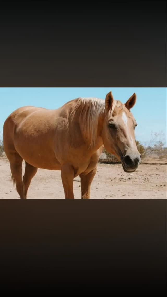 Rest in Peace --- Phoebe --- 1999 - 2026

We are devastated to share the passing of our sweet Phobe. Phoebe was more than just a horse to White Rock, she was our family. 

Phoebe is an icon that helped bring White Rock to existence. She was purchased by Isabel as a yearling and brought to the ranch upon Isabel's retirement