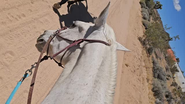 There’s something truly special about riding through the desert 🐎

The quiet stretches for miles, broken only by the soft rhythm of hoofbeats and the gentle breeze rolling over the sand. No crowds, no noise—just you, your horse, and endless open space. It’s the kind of peace you don’t realize you need until you’re out there, taking it all in.

The desert has a way of slowing everything down, reminding you to breathe a little deeper and appreciate the simple moments. Golden sunlight, wide skies, and the steady partnership of your horse beneath you… it doesn’t get much better than that.

Where’s your favorite place to ride? 🌄

.

.

#whiterockranchhorserescue #trailhorse #California #knottygirlz
