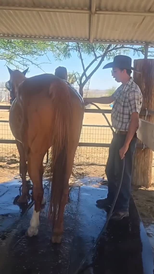 Ruby had a spa day. Thanks Ryan for cleaning this beauty up. 

.

.

.

#whiterockranchhorserescue #summertime #horses