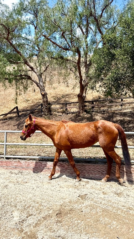 🌟 ADOPTED 🌟 

Bella was adopted last week. Here is an update video of her from today. She is settling in well and enjoying her new family.

.

.

#adopted