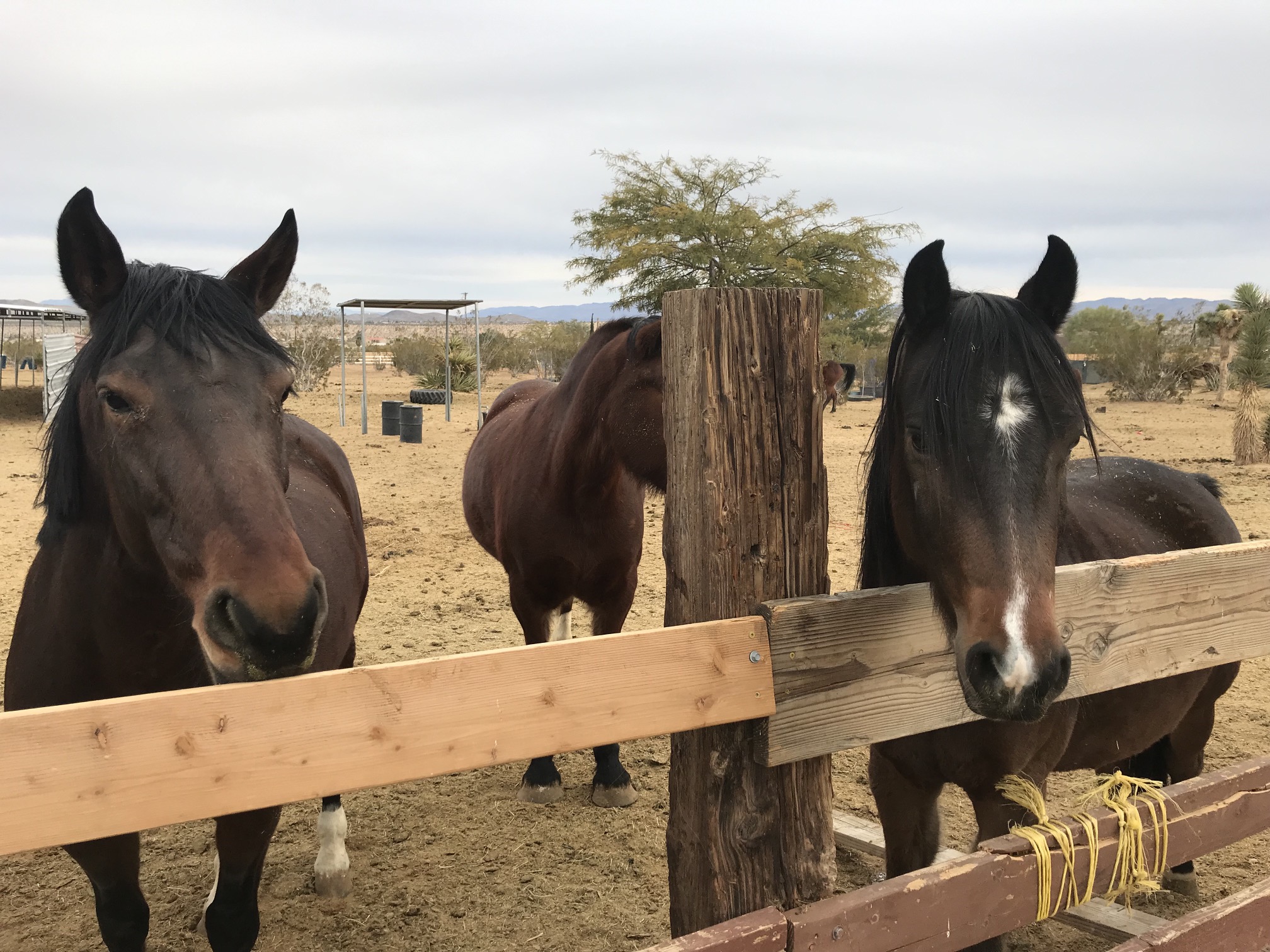 three dark brown rescued horses standing in front of the fence of White Rock Horse Ranch